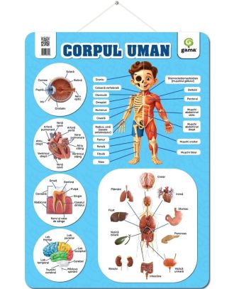 Plansa. Corpul uman