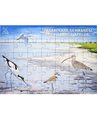 Păsări care se hrănesc pe malurile apelor