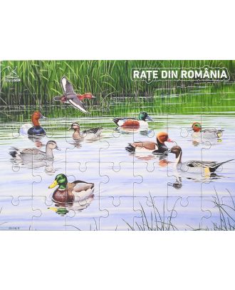 Rațe din România